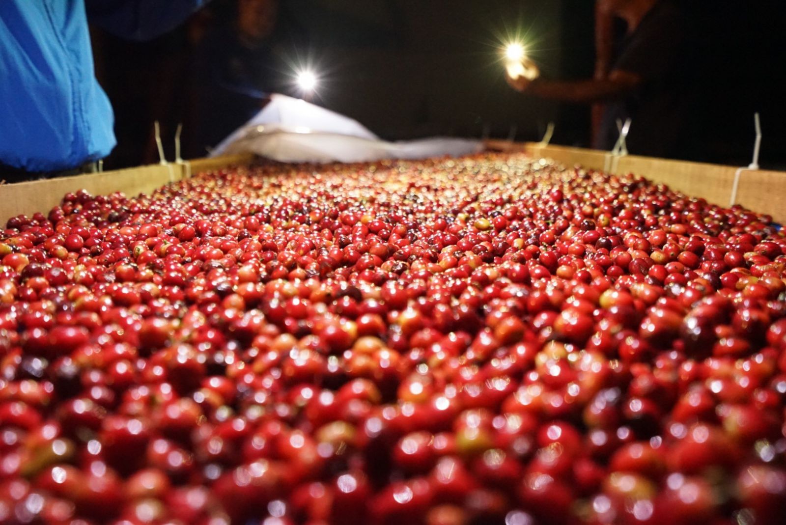 透過更精準細緻的處理法，我們確實提高了寮國咖啡的風味，做出了寮國有史以來第一支精品咖啡豆。